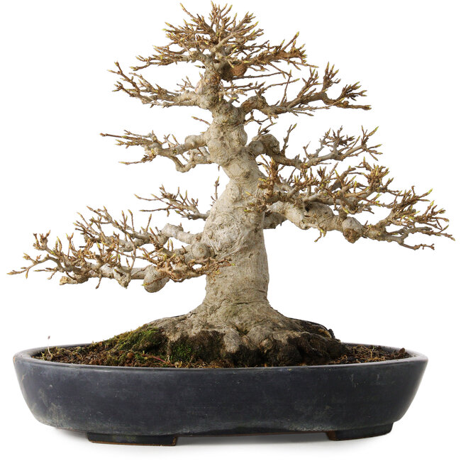 Acer buergerianum, 23 cm, ± 30 Jahre alt, mit einem Nebari von 15 cm in einem handgefertigten japanischen Topf von Yamafusa