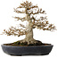 Acer buergerianum, 23 cm, ± 30 anni, con un nebari di 15 cm in un vaso giapponese fatto a mano da Yamafusa