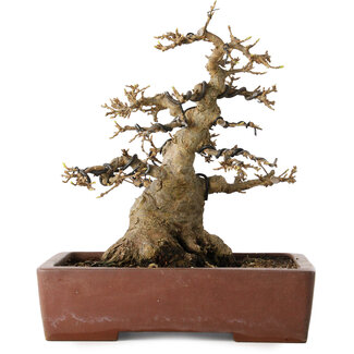 Acer buergerianum, 21 cm, ± 30 jaar oud