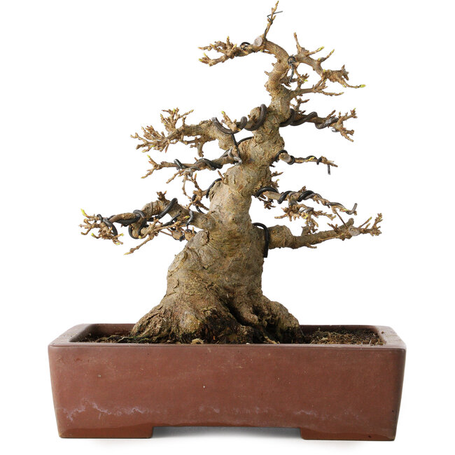 Acer buergerianum, 21 cm, ± 30 jaar oud