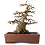 Acer buergerianum, 21 cm, ± 30 jaar oud