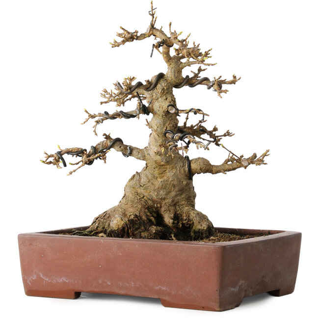 Acer buergerianum, 21 cm, ± 30 jaar oud