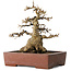 Acer buergerianum, 21 cm, ± 30 jaar oud