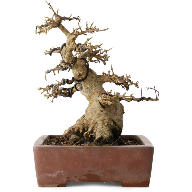 Acer buergerianum, 21 cm, ± 30 jaar oud