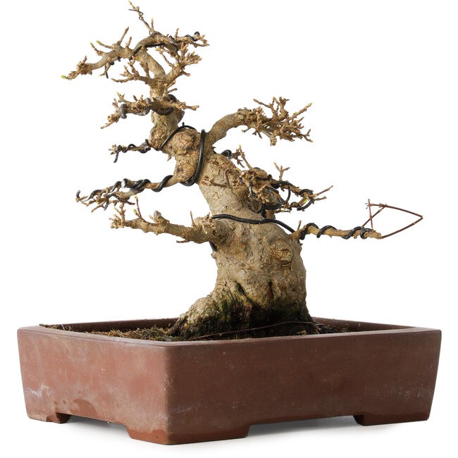 Acer buergerianum, 21 cm, ± 30 años