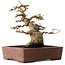 Acer buergerianum, 21 cm, ± 30 jaar oud