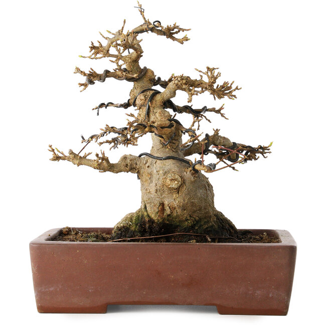 Acer buergerianum, 21 cm, ± 30 anni