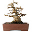 Acer buergerianum, 21 cm, ± 30 jaar oud