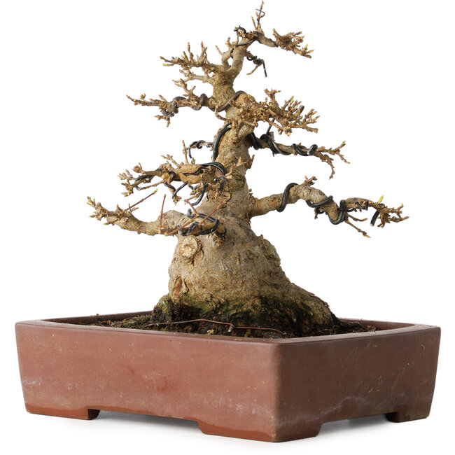 Acer buergerianum, 21 cm, ± 30 jaar oud