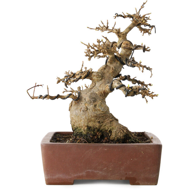 Acer buergerianum, 21 cm, ± 30 jaar oud