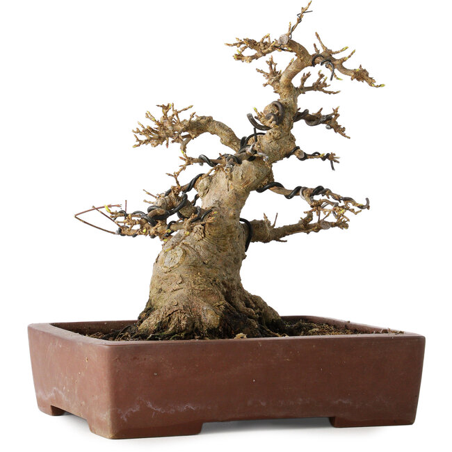 Acer buergerianum, 21 cm, ± 30 jaar oud