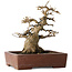 Acer buergerianum, 21 cm, ± 30 jaar oud