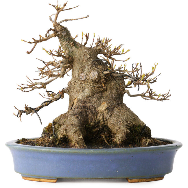 Acer buergerianum, 17,5 cm, ± 25 ans, dans un pot japonais fait main par Hattori