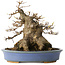 Acer buergerianum, 17,5 cm, ± 25 ans, dans un pot japonais fait main par Hattori