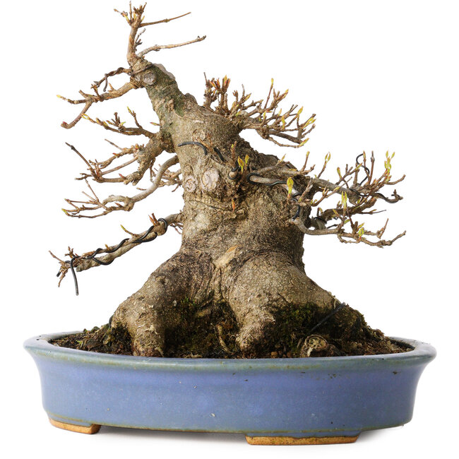 Acer buergerianum, 17,5 cm, ± 25 Jahre alt, in einem handgefertigten japanischen Topf von Hattori