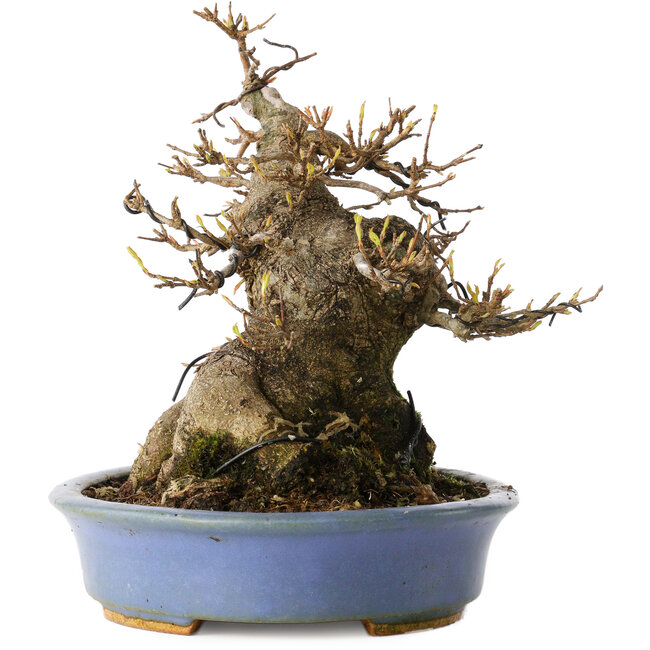 Acer buergerianum, 17,5 cm, ± 25 years old, in a handmade Japanese pot by Hattori