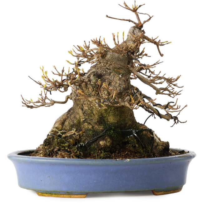 Acer buergerianum, 17,5 cm, ± 25 Jahre alt, in einem handgefertigten japanischen Topf von Hattori