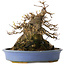 Acer buergerianum, 17,5 cm, ± 25 ans, dans un pot japonais fait main par Hattori
