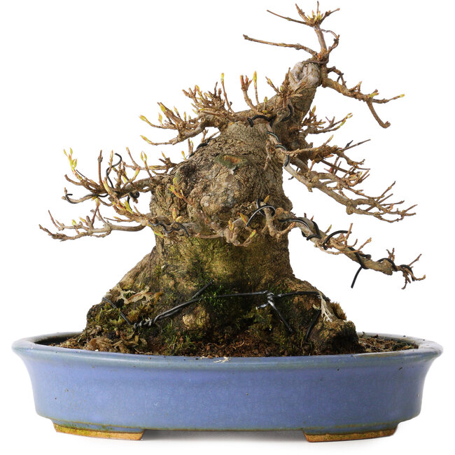 Acer buergerianum, 17,5 cm, ± 25 ans, dans un pot japonais fait main par Hattori