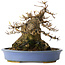 Acer buergerianum, 17,5 cm, ± 25 ans, dans un pot japonais fait main par Hattori