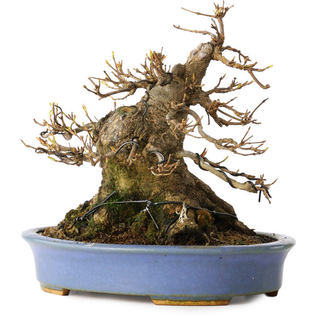 Acer buergerianum, 17,5 cm, ± 25 ans, dans un pot japonais fait main par Hattori