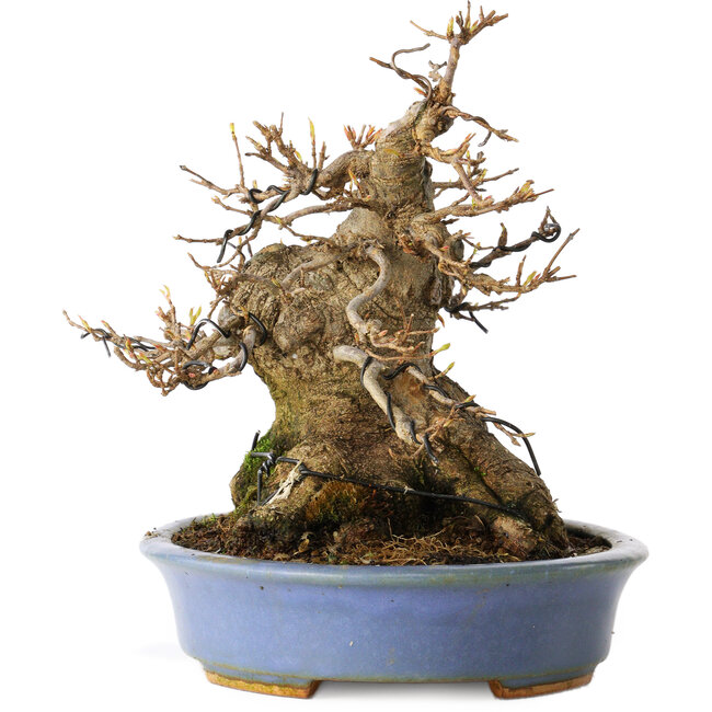 Acer buergerianum, 17,5 cm, ± 25 años, en una maceta japonesa hecha a mano por Hattori