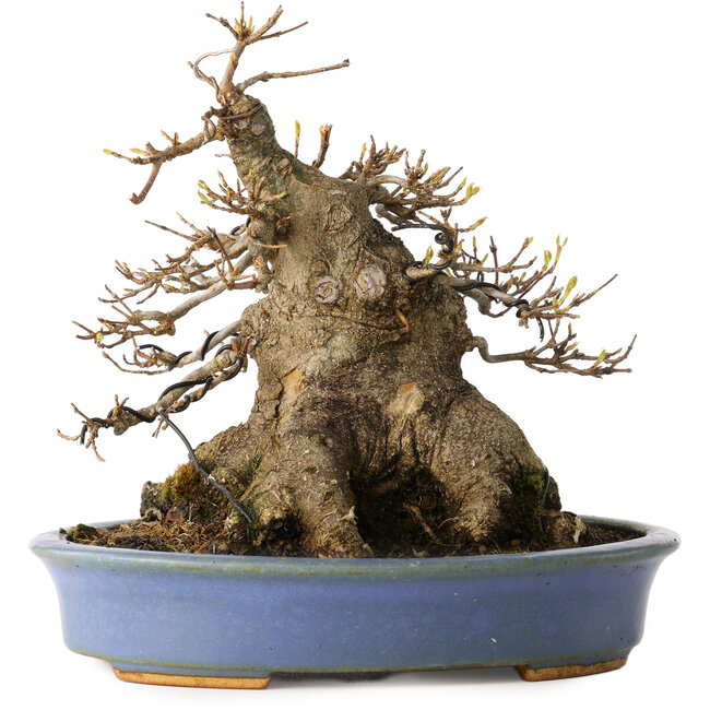 Acer buergerianum, 17,5 cm, ± 25 años, en una maceta japonesa hecha a mano por Hattori