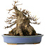 Acer buergerianum, 17,5 cm, ± 25 ans, dans un pot japonais fait main par Hattori