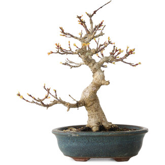 Acer palmatum Kotohime, 19 cm, ± 20 jaar oud