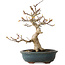Acer palmatum Kotohime, 19 cm, ± 20 Jahre alt