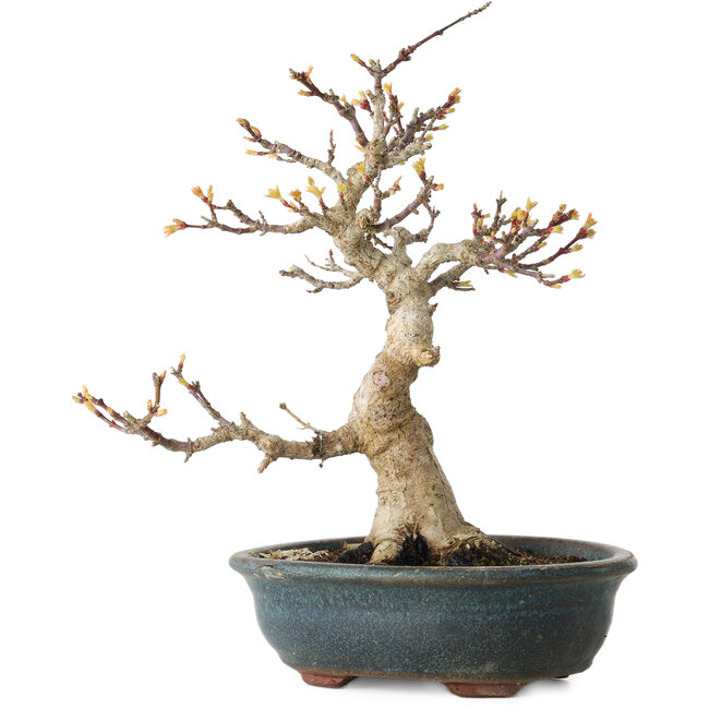 Acer palmatum Kotohime, 19 cm, ± 20 Jahre alt