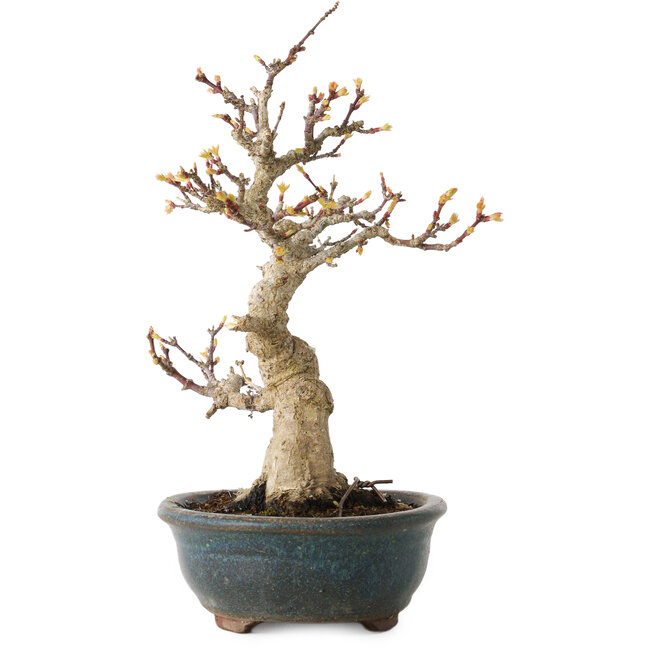 Acer palmatum Kotohime, 19 cm, ± 20 Jahre alt