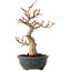 Acer palmatum Kotohime, 19 cm, ± 20 años