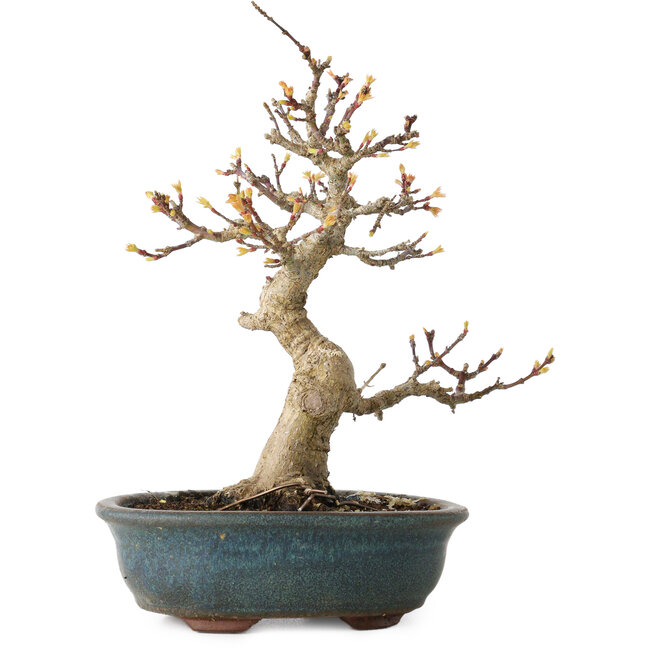 Acer palmatum Kotohime, 19 cm, ± 20 Jahre alt