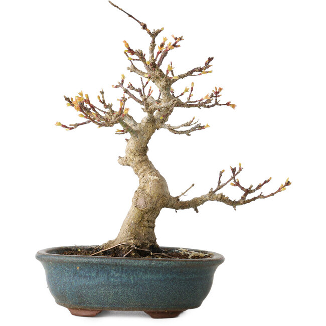 Acer palmatum Kotohime, 19 cm, ± 20 Jahre alt