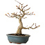 Acer palmatum Kotohime, 19 cm, ± 20 Jahre alt