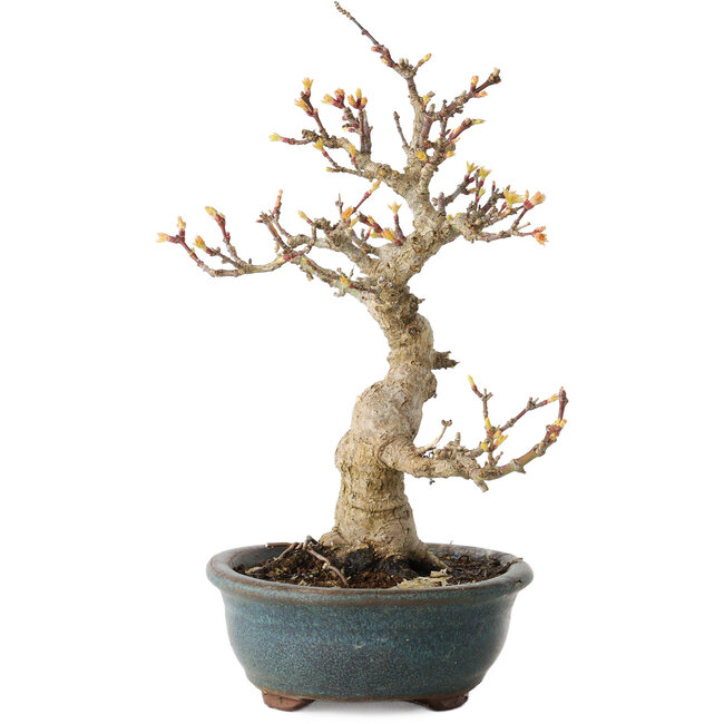 Acer palmatum Kotohime, 19 cm, ± 20 Jahre alt