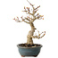 Acer palmatum Kotohime, 19 cm, ± 20 Jahre alt