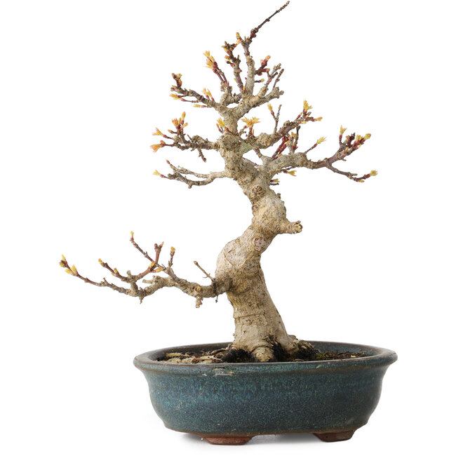 Acer palmatum Kotohime, 19 cm, ± 20 Jahre alt