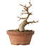 Acer buergerianum, 14 cm, ± 12 jaar oud