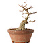 Acer buergerianum, 14 cm, ± 12 jaar oud