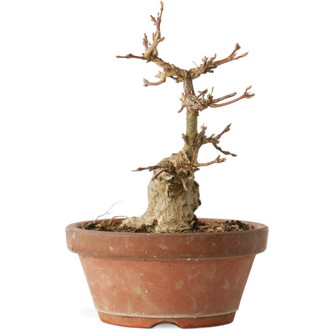 Acer buergerianum, 14 cm, ± 12 anni