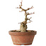 Acer buergerianum, 14 cm, ± 12 jaar oud