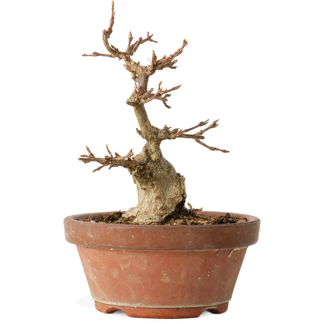 Acer buergerianum, 14 cm, ± 12 años