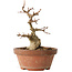 Acer buergerianum, 14 cm, ± 12 jaar oud