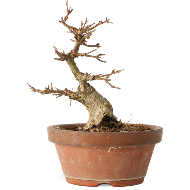 Acer buergerianum, 14 cm, ± 12 ans