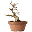 Acer buergerianum, 14 cm, ± 12 jaar oud