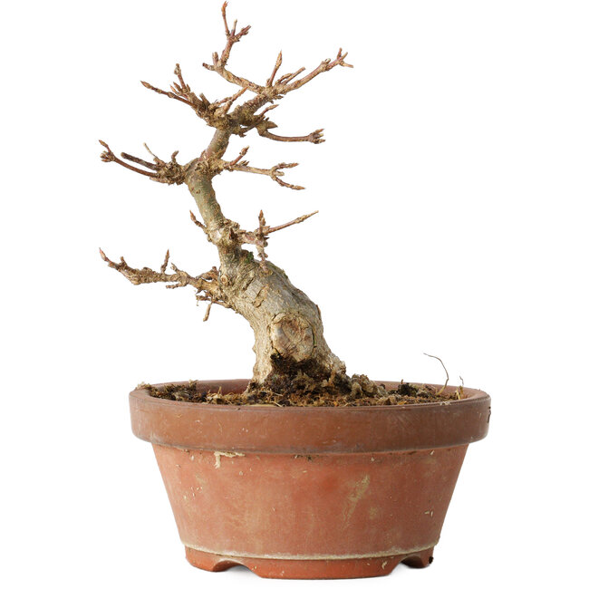 Acer buergerianum, 14 cm, ± 12 jaar oud