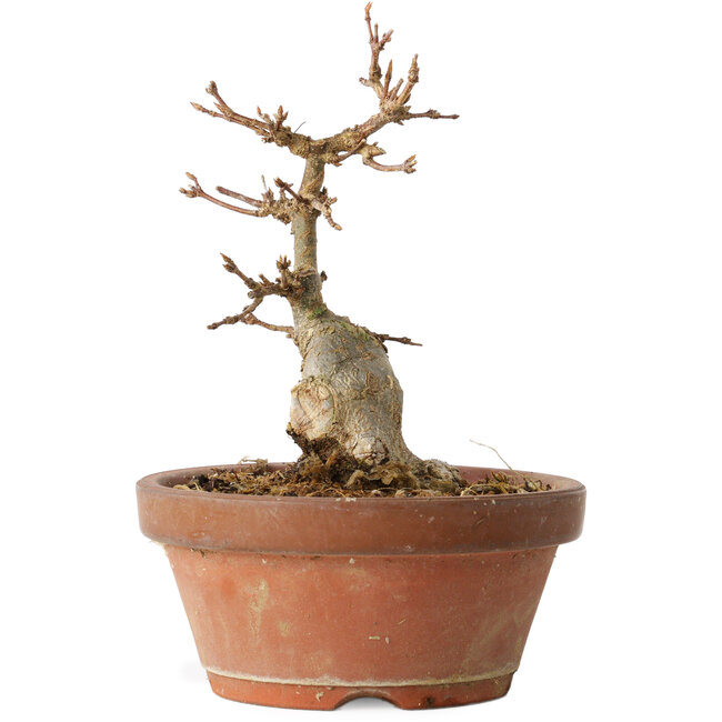 Acer buergerianum, 14 cm, ± 12 años