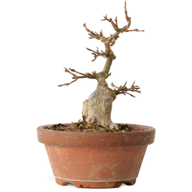 Acer buergerianum, 14 cm, ± 12 ans